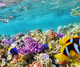Ocean underwater world coral reef tropical fish Stock Photo 03