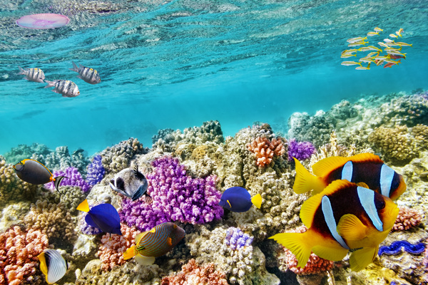 Ocean underwater world coral reef tropical fish Stock Photo 03