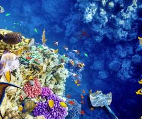 Ocean underwater world coral reef tropical fish Stock Photo 04