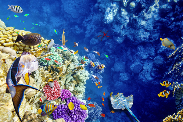 Ocean underwater world coral reef tropical fish Stock Photo 04