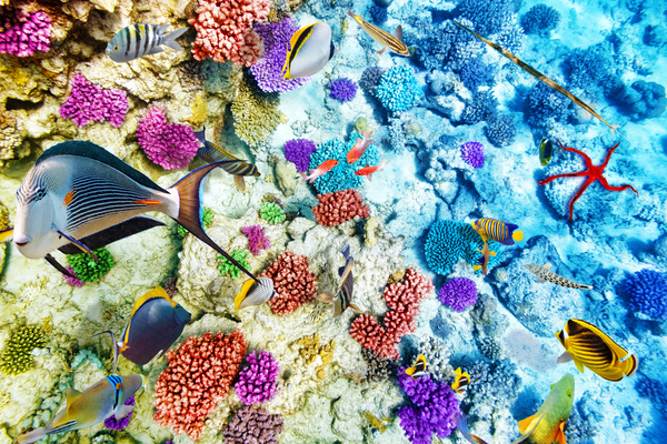 Ocean underwater world coral reef tropical fish Stock Photo 05