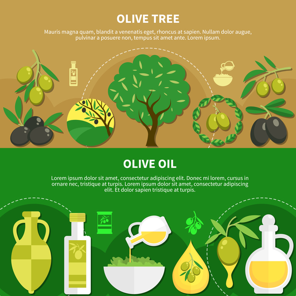 Olive oil flat infographic vector