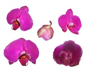 Orchid petals illustration vectors 01