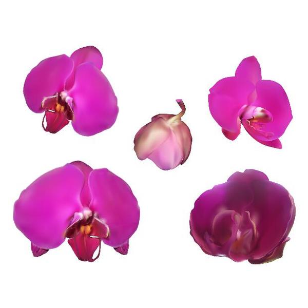 Orchid petals illustration vectors 01