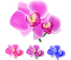 Orchid petals illustration vectors 02