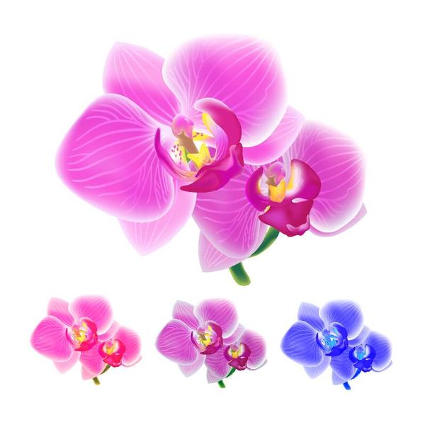 Orchid petals illustration vectors 02