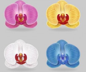 Orchid petals illustration vectors 03