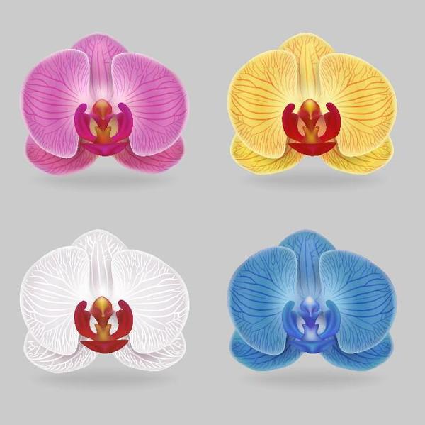 Orchid petals illustration vectors 03