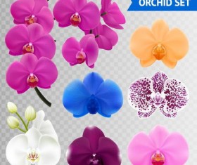 Orchid petals illustration vectors 04