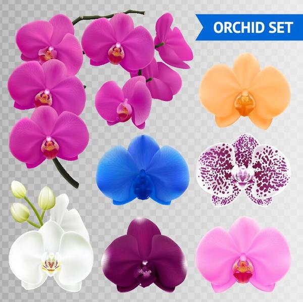 Orchid petals illustration vectors 04
