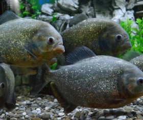 Ornamental fish Stock Photo