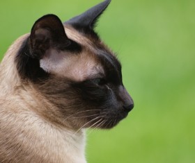 Pet cat head closeup Stock Photo