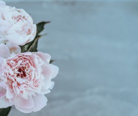 Pink beautiful fresh roses closeup Stock Photo