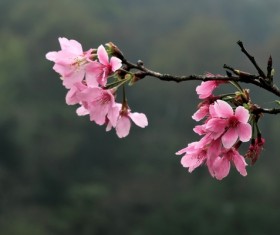 Pink cherry branch Stock Photo