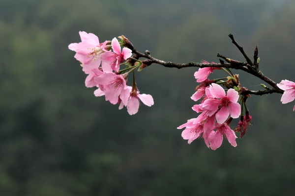 Pink cherry branch Stock Photo