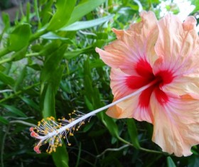 Pink hibiscus flower close-up Stock Photo