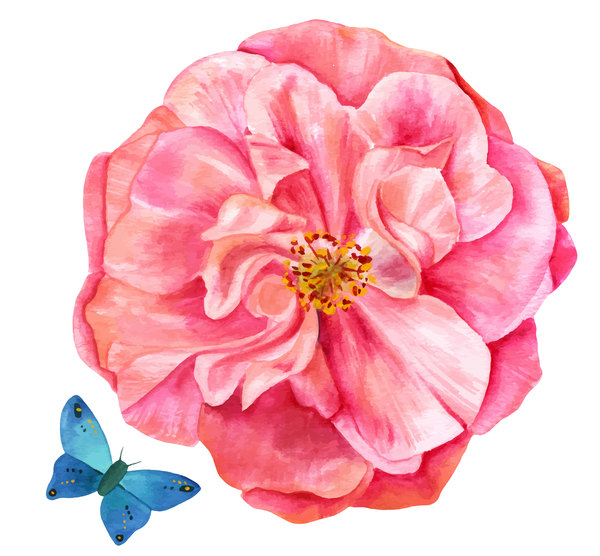 Pink rose watercolor vector