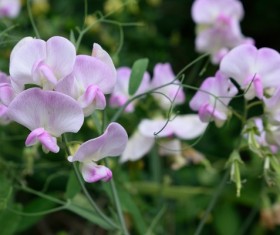 Pink snow peas flowers Stock Photo