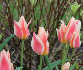 Pink tulip flowers Stock Photo
