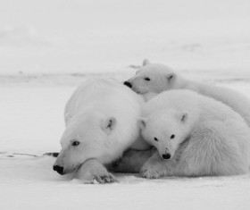 Polar bear black and white photo Stock Photo
