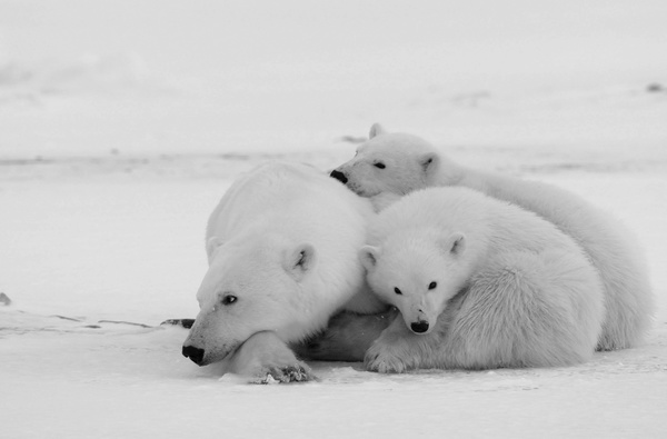 Polar bear black and white photo Stock Photo