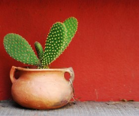 Potted cactus Stock Photo 01