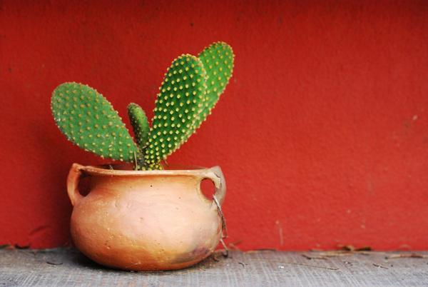 Potted cactus Stock Photo 01