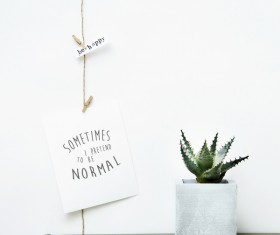 Potted cactus Stock Photo 02