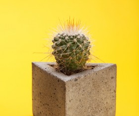Potted cactus Stock Photo 04