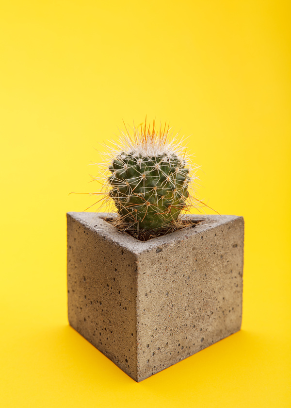 Potted cactus Stock Photo 04