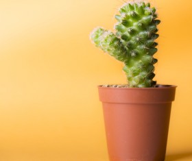 Potted cactus Stock Photo 05