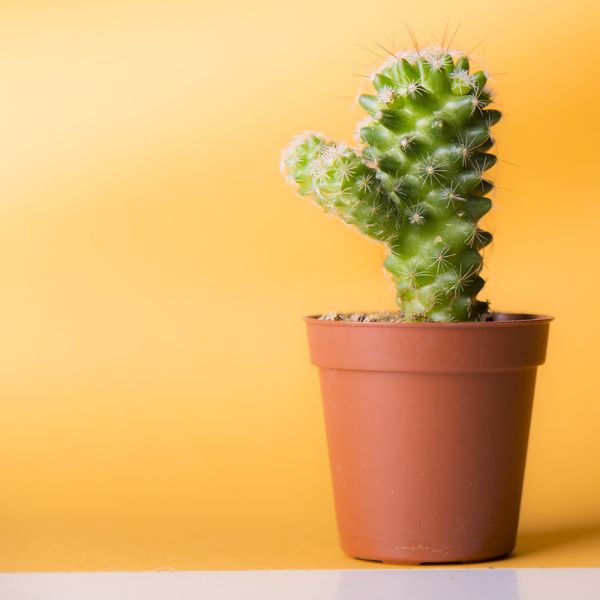 Potted cactus Stock Photo 05