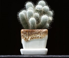 Potted cactus Stock Photo 06