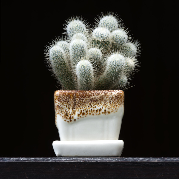 Potted cactus Stock Photo 06