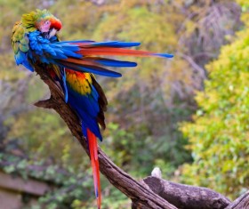 Pretty colorful parrot Stock Photo