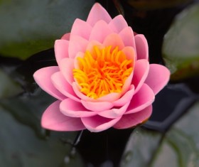 Pretty pink lotus close-up Stock Photo
