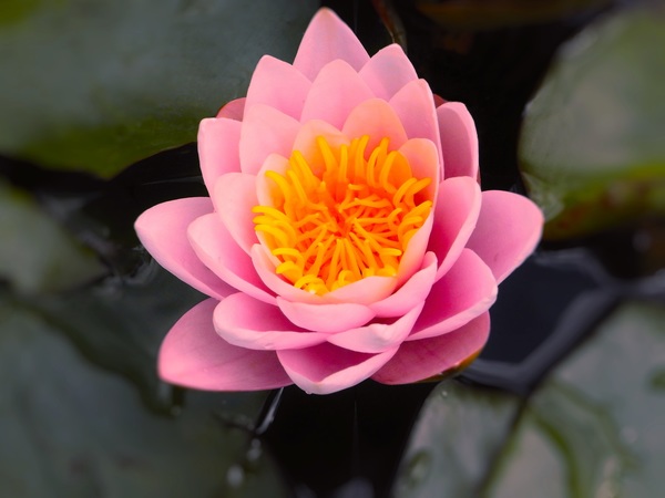 Pretty pink lotus close-up Stock Photo