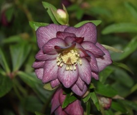 Purple christmas rose flower Stock Photo