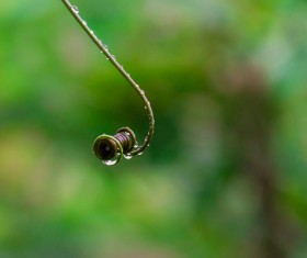 Raindrops on flower branches Stock Photo