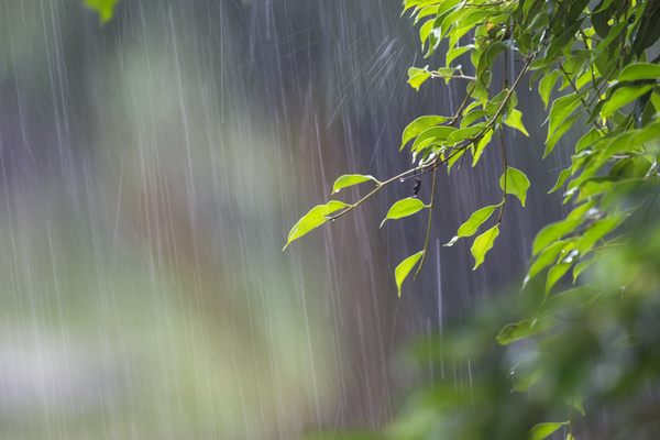 Rainy day and green plants Stock Photo