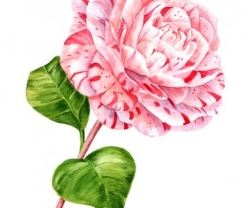 Red and White Rose watercolor vector