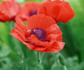Red beautiful flower close-up Stock Photo