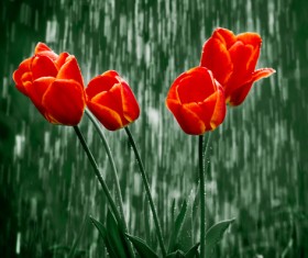 Red flowers in the rain Stock Photo