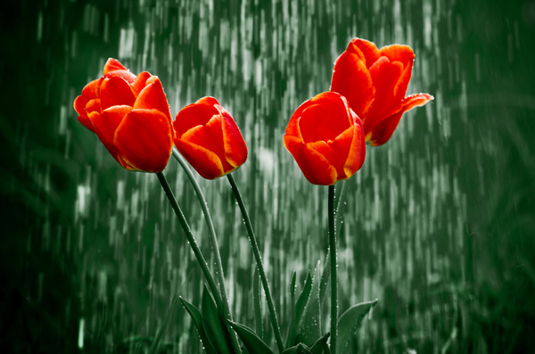 Red flowers in the rain Stock Photo