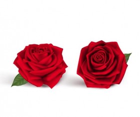 Red rose illustration vector