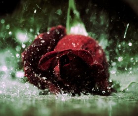 Red rose in the rain Stock Photo