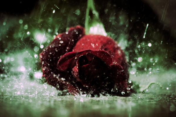 Red rose in the rain Stock Photo