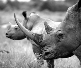 Rhino black and white photo Stock Photo