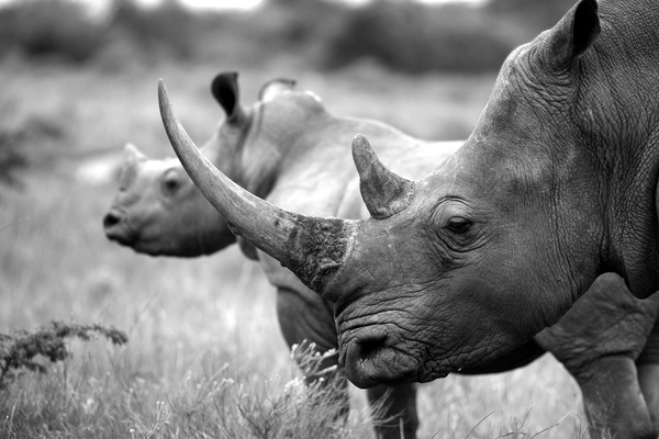 Rhino black and white photo Stock Photo