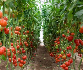 Ripe tomatoes in the greenhouse Stock Photo